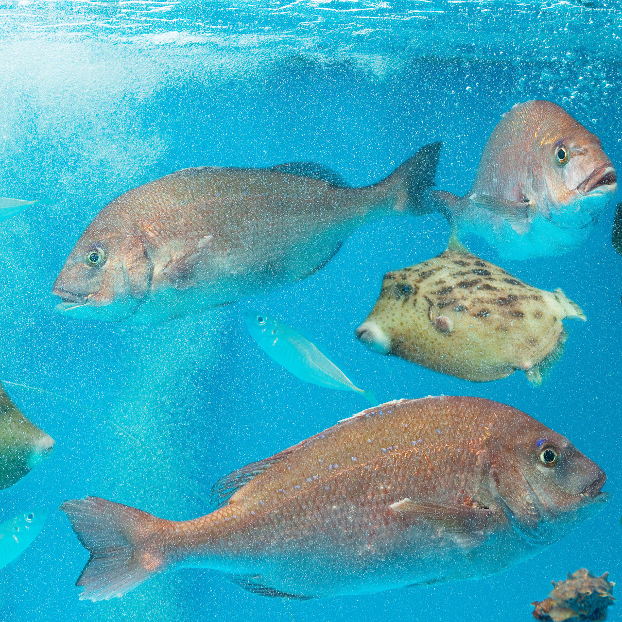 店内に生簀があるので新鮮な海の幸をご堪能いただけます｜博多磯っこ商店